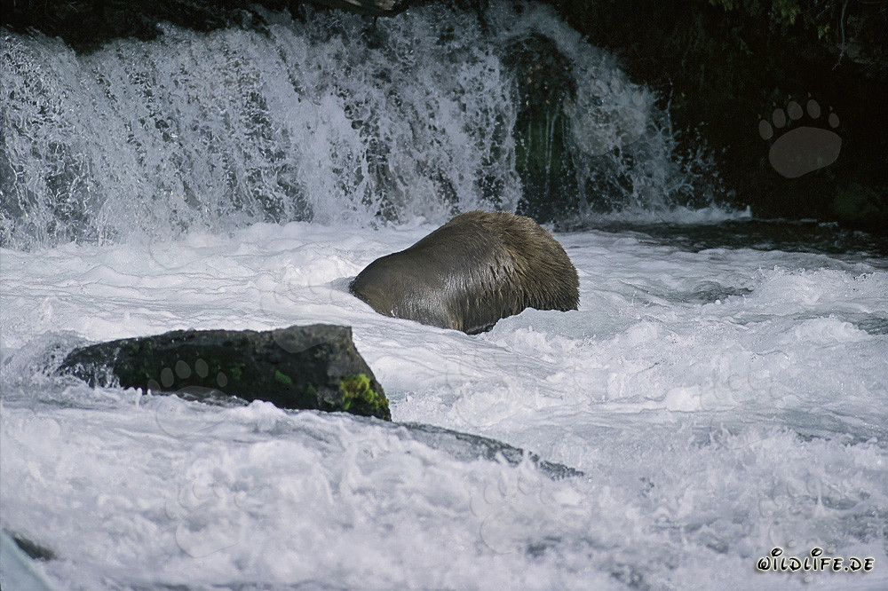 Braunbär beim Tauchen am Wasserfall