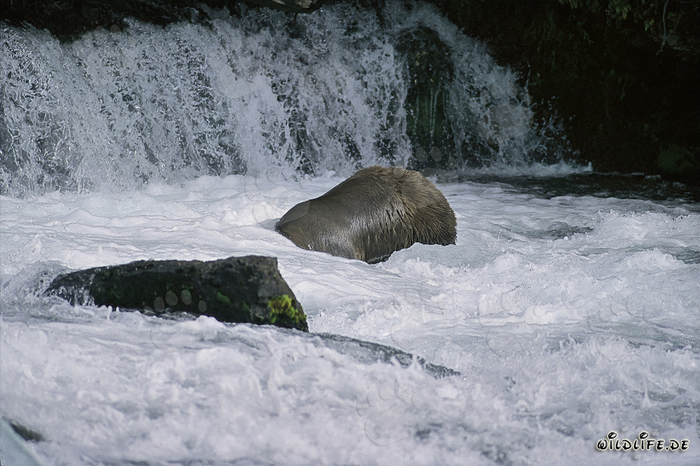 Orso bruno che fa immersioni vicino alla cascata