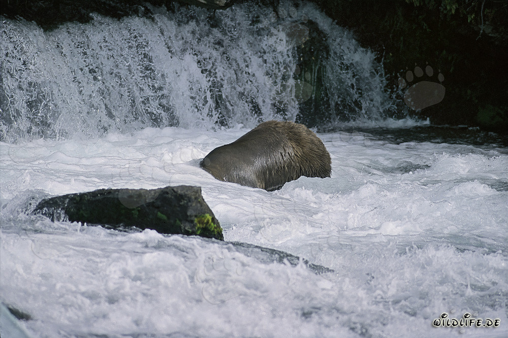 Oso pardo buceando cerca de la cascada