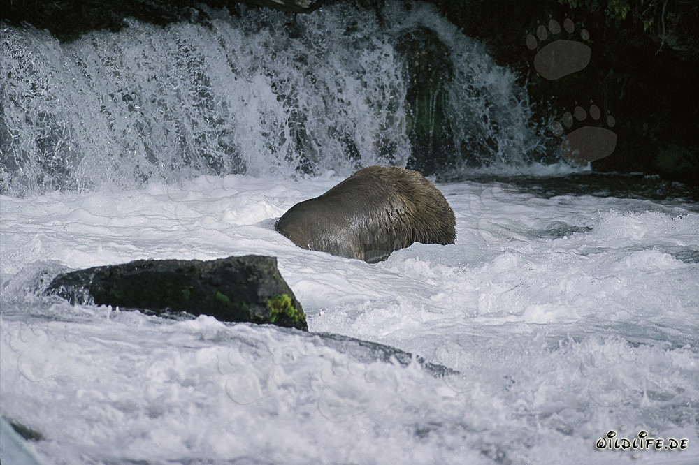 Ours brun plongeant près de la cascade