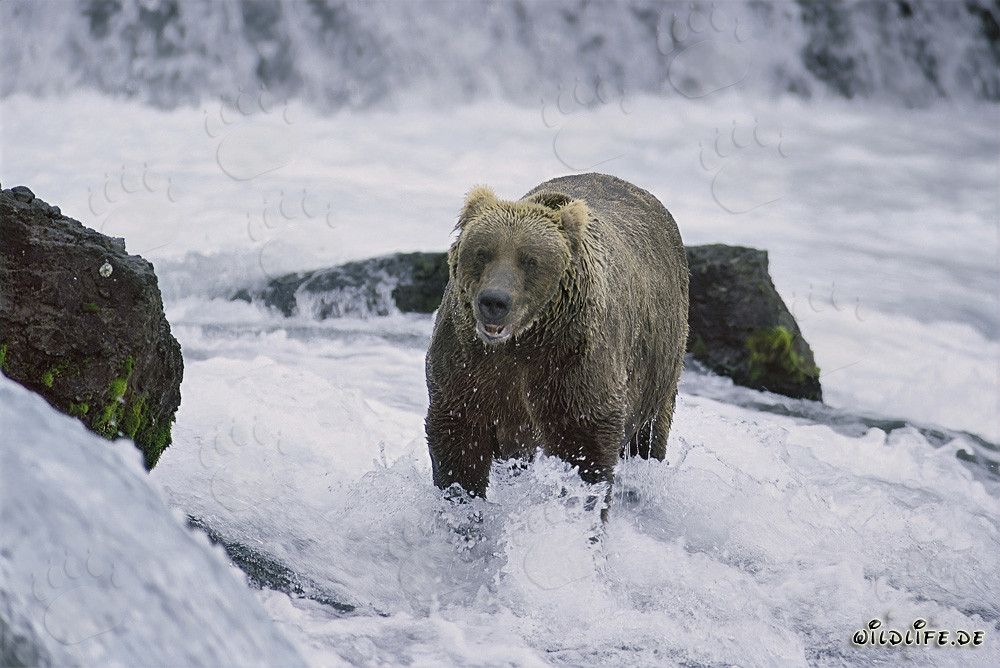 Braunbär fängt Lachs im wilden Fluss