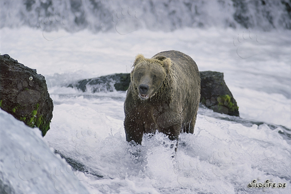 Orso bruno cattura salmoni in un fiume selvaggio