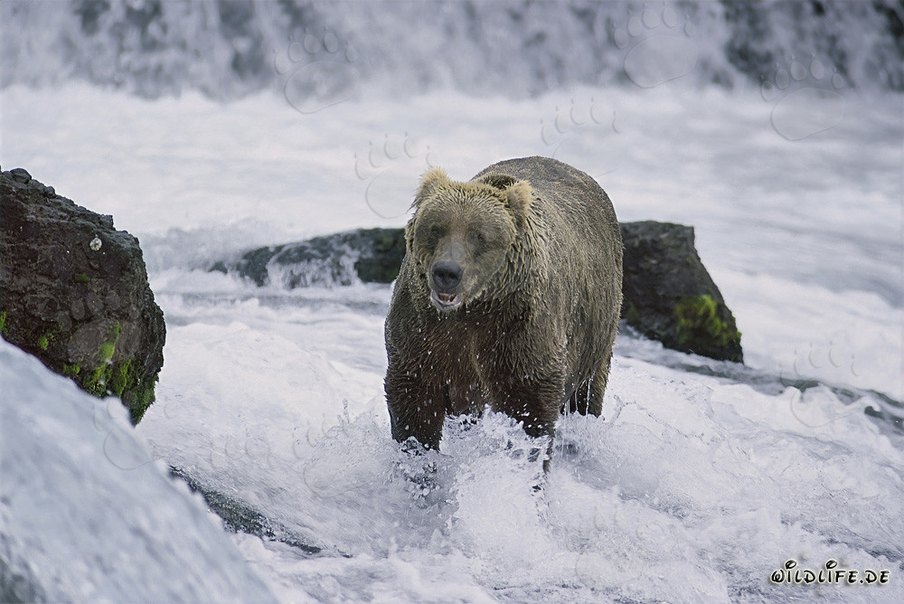 Oso pardo atrapa salmones en un río salvaje