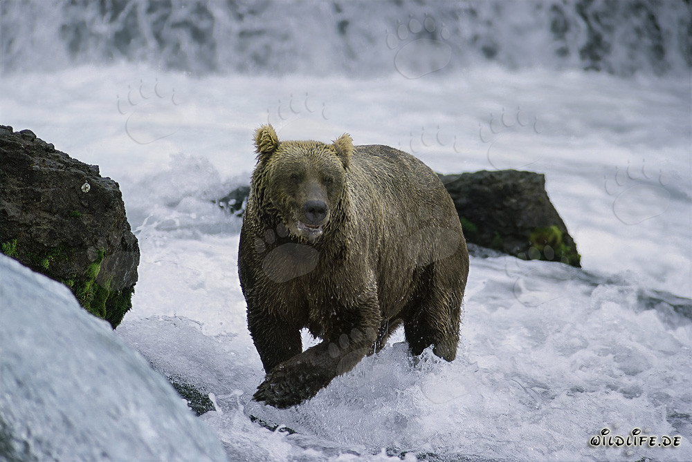 Majestic Brown Bear at Brooks River Waterfall