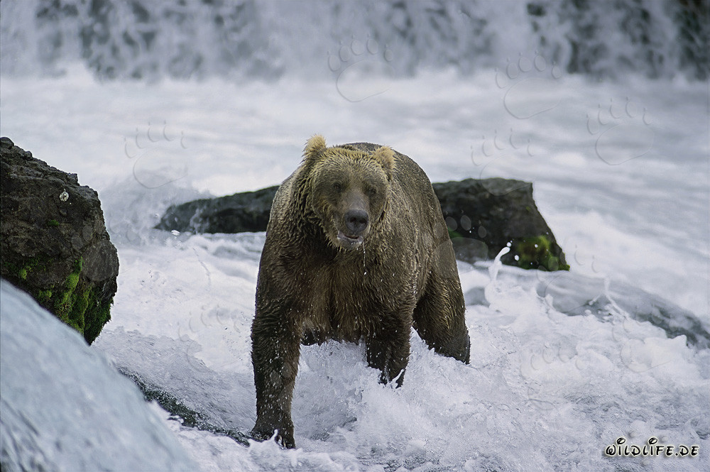 Braunbär beim Lachsfang in reißendem Gewässer
