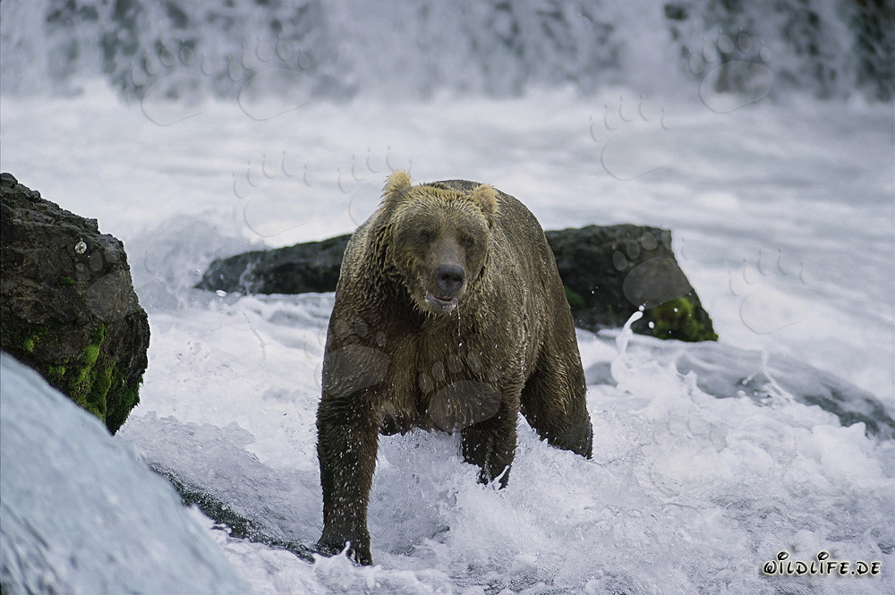Brown bear catching salmon in fast-flowing water