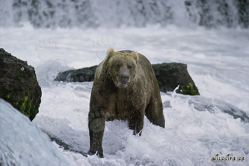 Orso bruno che pesca salmoni in acque torrenziali