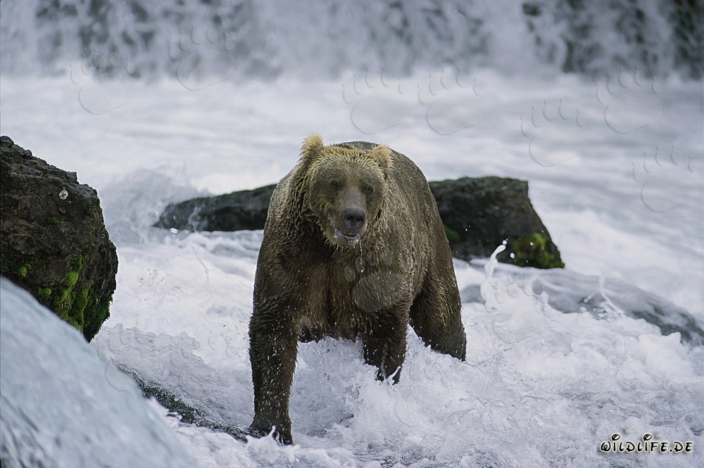 Oso pardo pescando salmones en aguas turbulentas