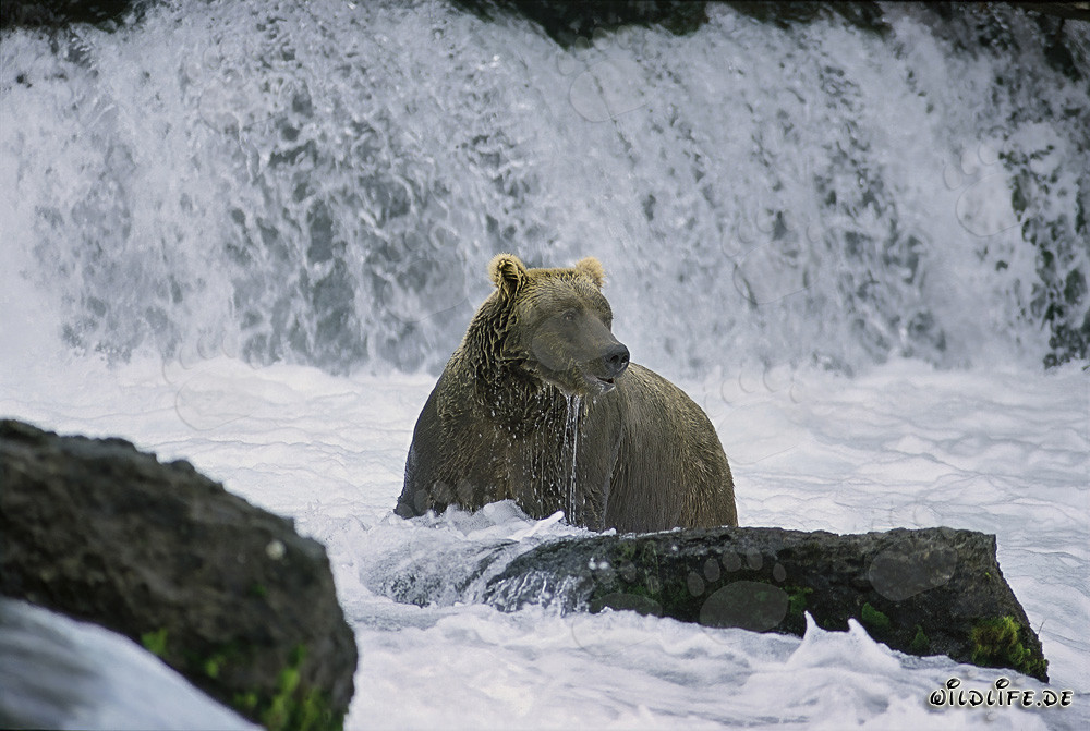Enttäuschter Braunbär unterhalb des majestätischen Wasserfalls
