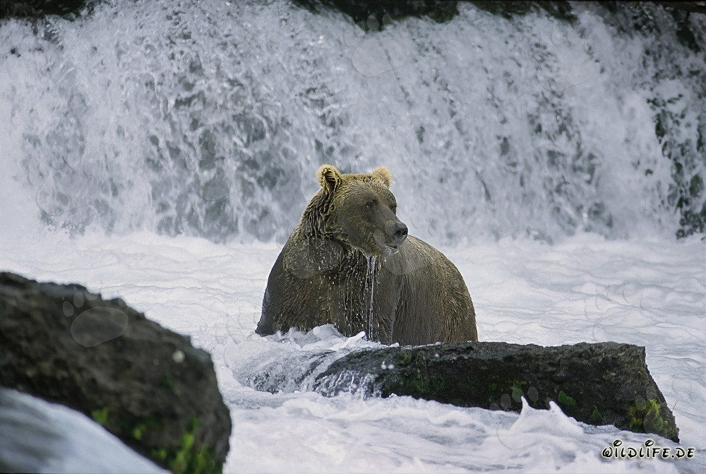 Disappointed Brown bear below the majestic waterfall