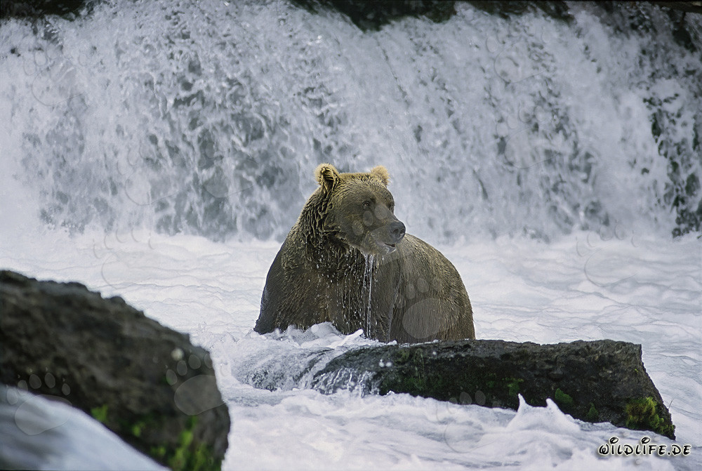 Oso pardo decepcionado debajo de la majestuosa cascada