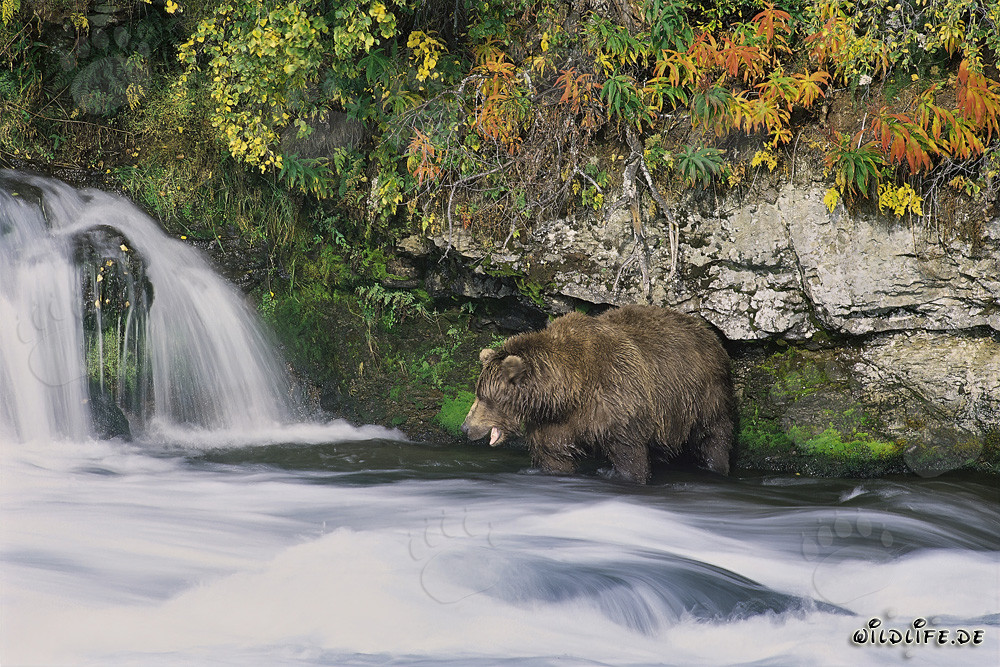 Hungriger Braunbär sucht Lachse am malerischen Wasserfall in Alaska