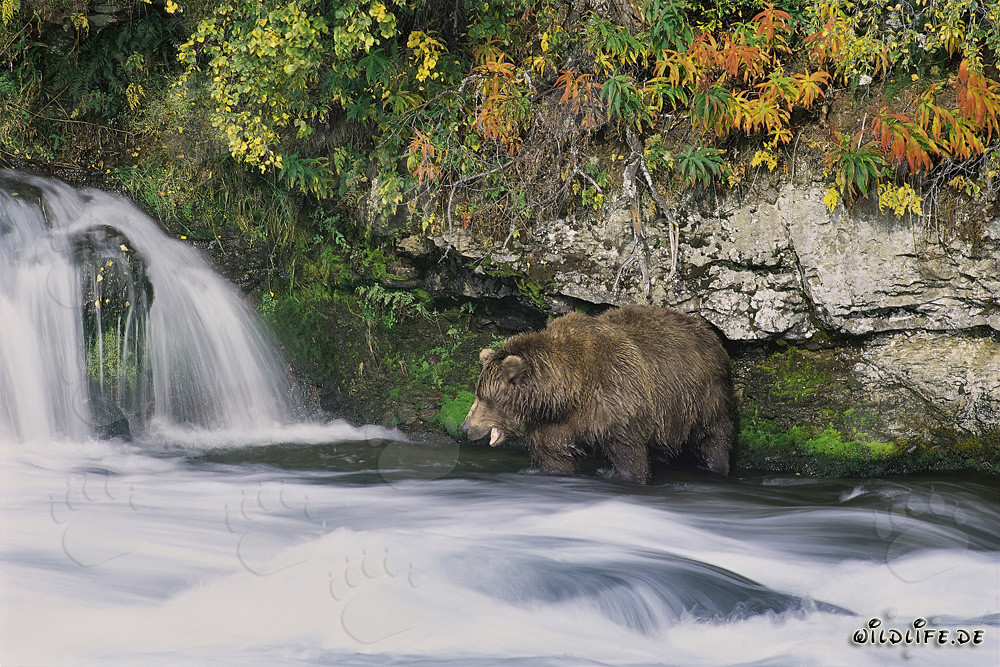 Orso bruno affamato cerca salmoni alla pittoresca cascata in Alaska
