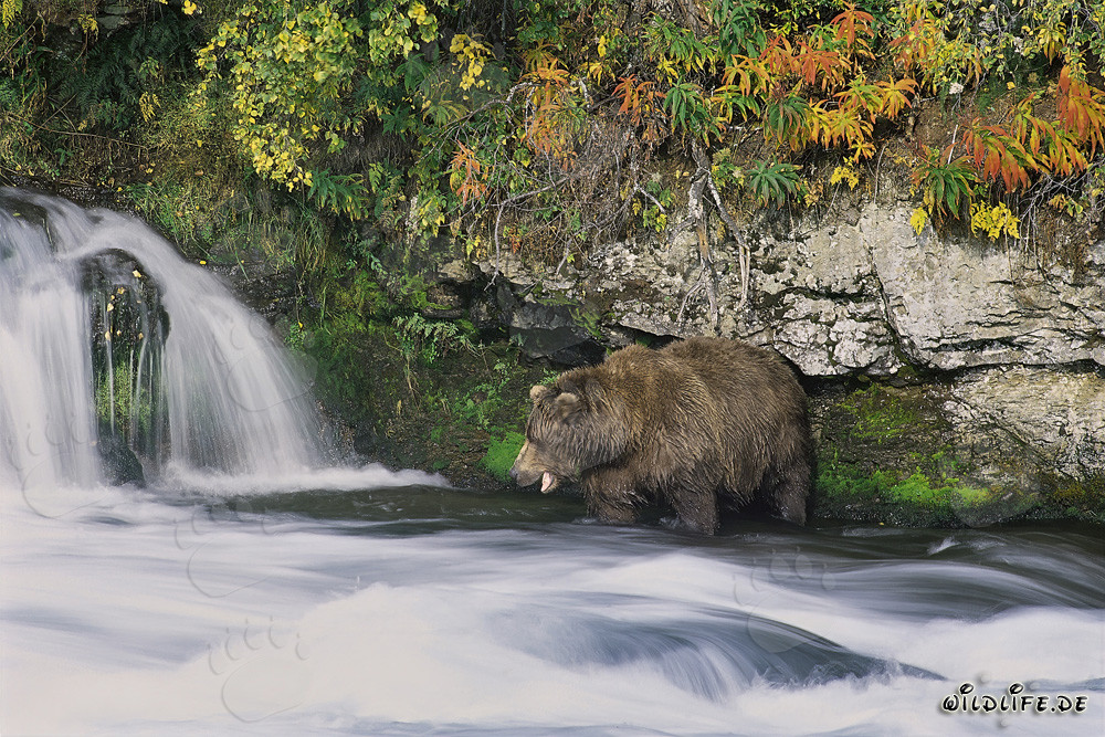 Ours brun affamé à la recherche de saumons au pittoresque cascade en Alaska