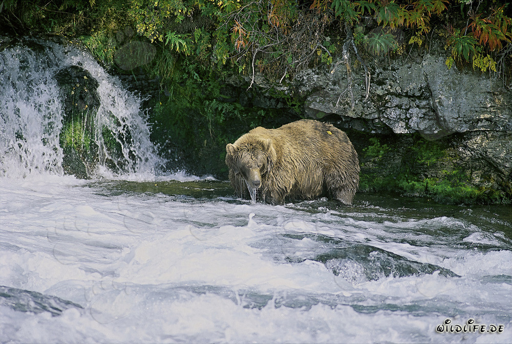 Maestoso orso bruno osserva la cascata in autunno