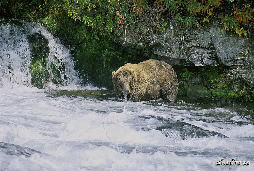 Oso pardo majestuoso observando la cascada en otoño