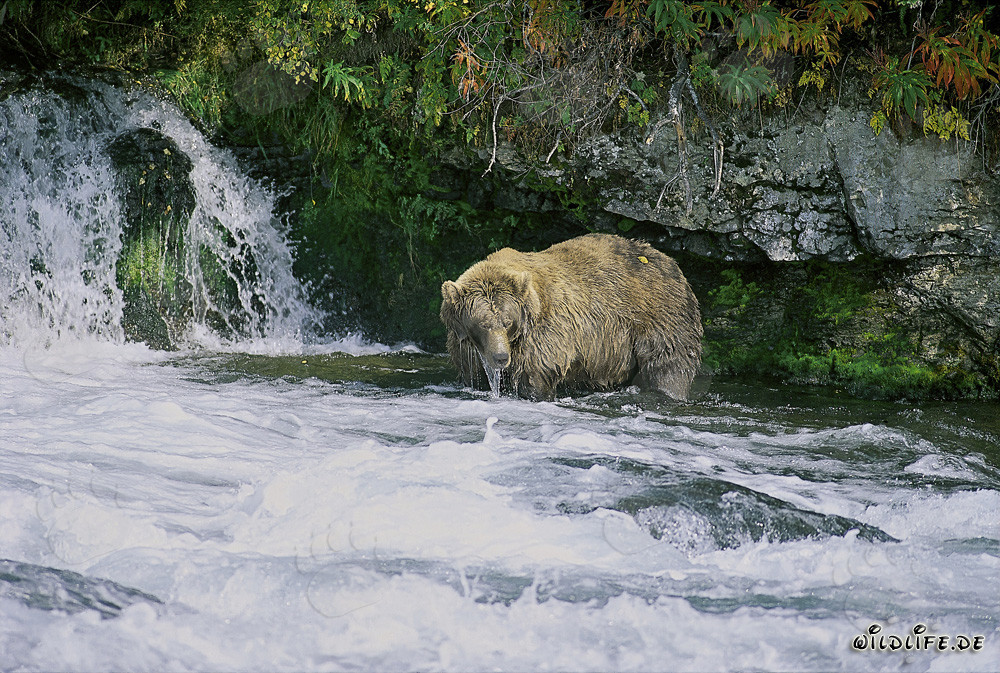 Ours brun majestueux observant la cascade en automne
