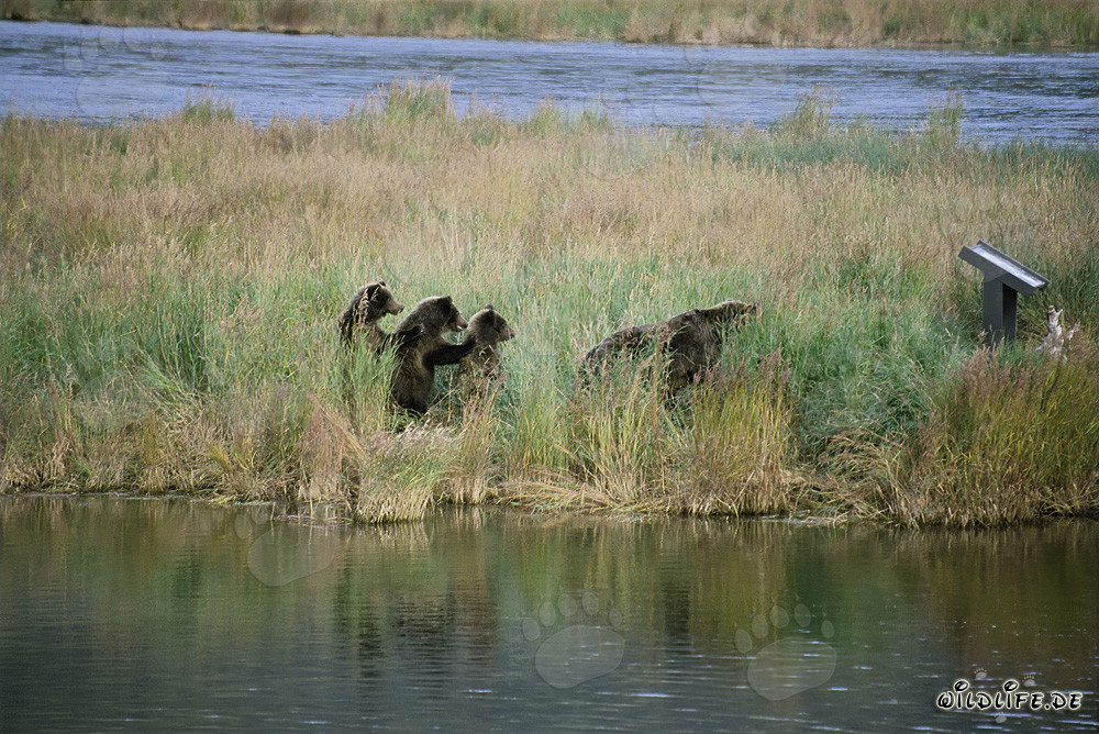 Incontro di tre giovani orsi bruni al fiume Brooks