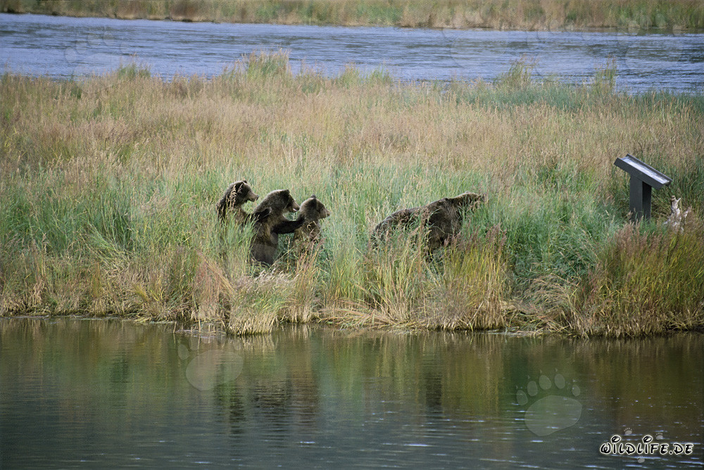 Rencontre de trois jeunes ours bruns à la rivière Brooks