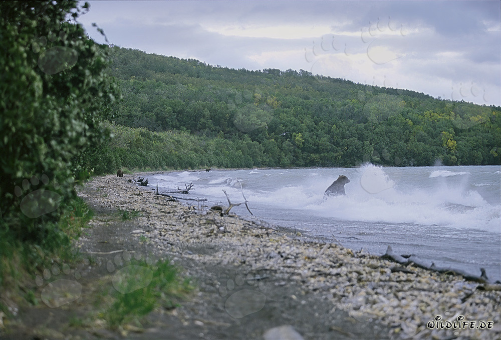 Majestic Brown Bear fishing for salmon in the wild surf of Naknek Lake in Alaska