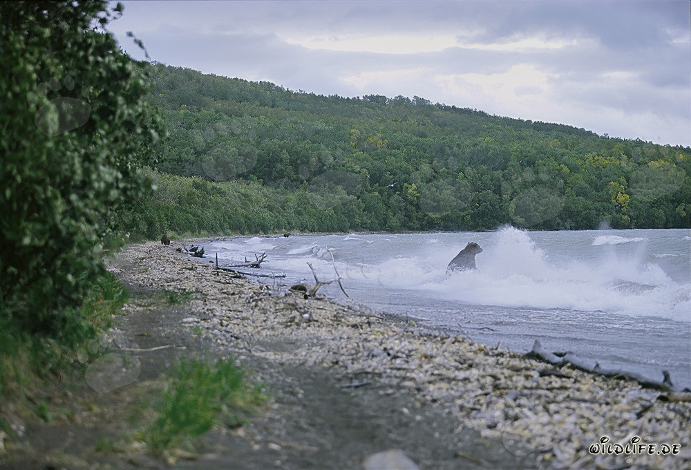 Maestoso orso bruno che pesca salmoni nell'impetuosa ondata del lago Naknek in Alaska