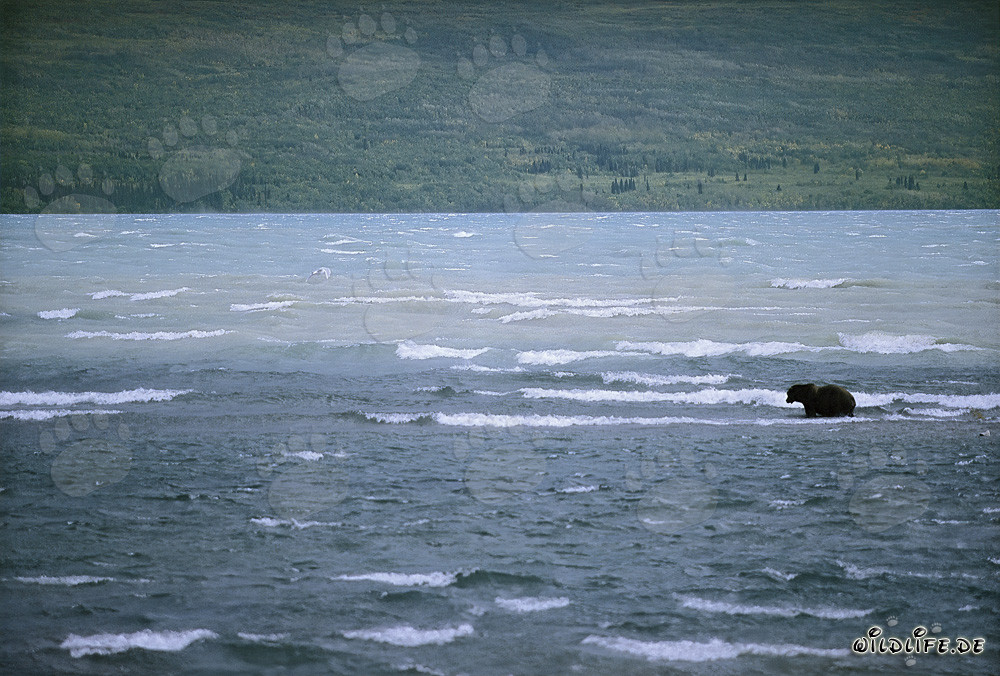 Braunbär fängt Lachse im stürmischen Naknek Lake, Alaska