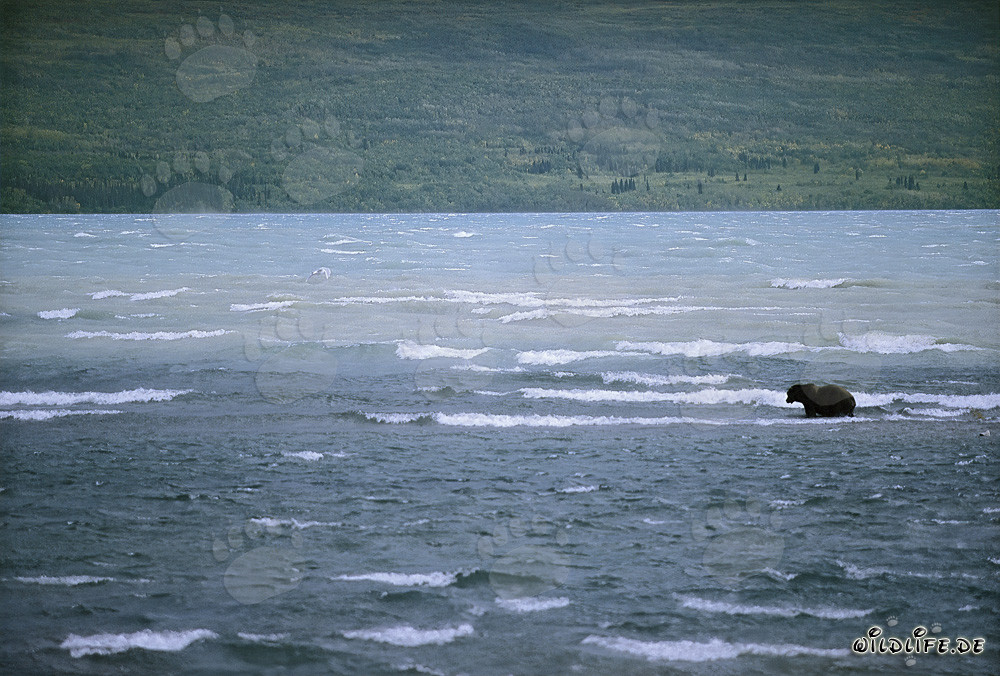Brown Bear catches salmon in stormy Naknek Lake, Alaska