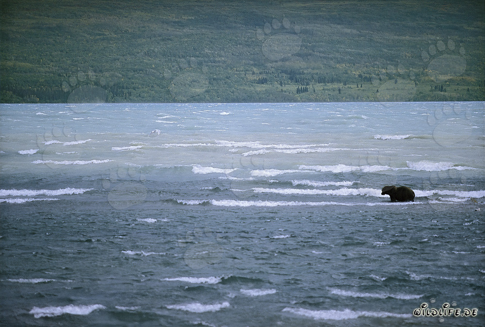 Oso pardo pesca salmones en el agitado lago Naknek, Alaska