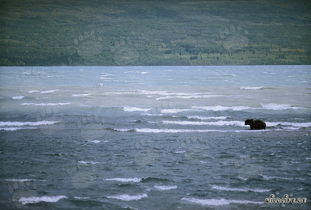 Ours brun pêche des saumons dans le tumultueux lac Naknek, Alaska