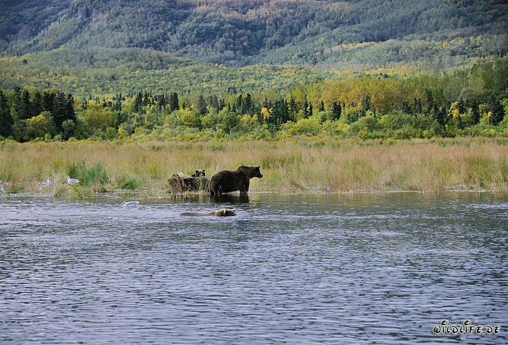 Danger for Bear Family