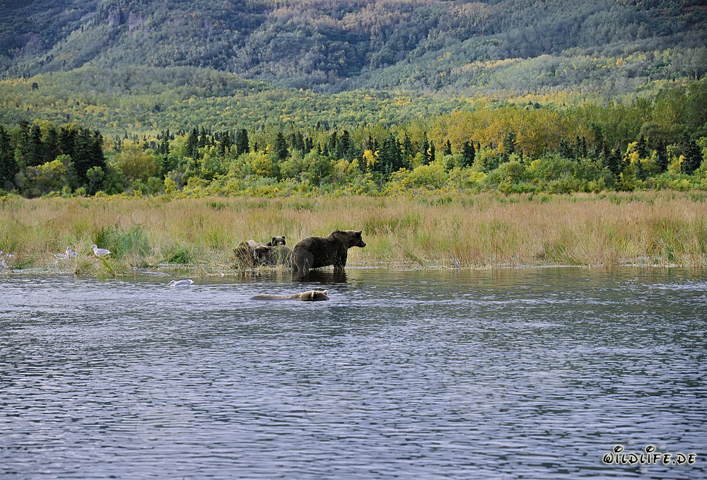 Danger pour la famille d'ours