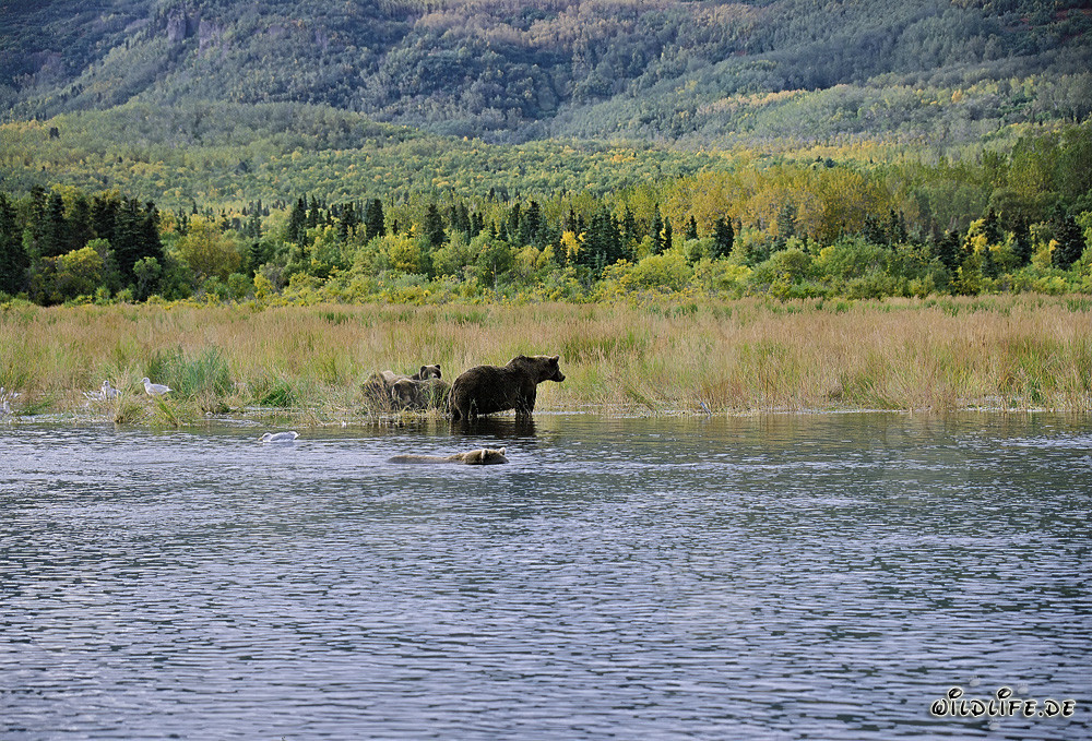 Pericolo per la famiglia di orsi