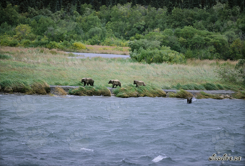 Familie Braunbären beim Lachsfang am Brooks River