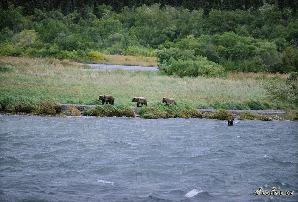 Family of brown bears fishing for salmon at Brooks River