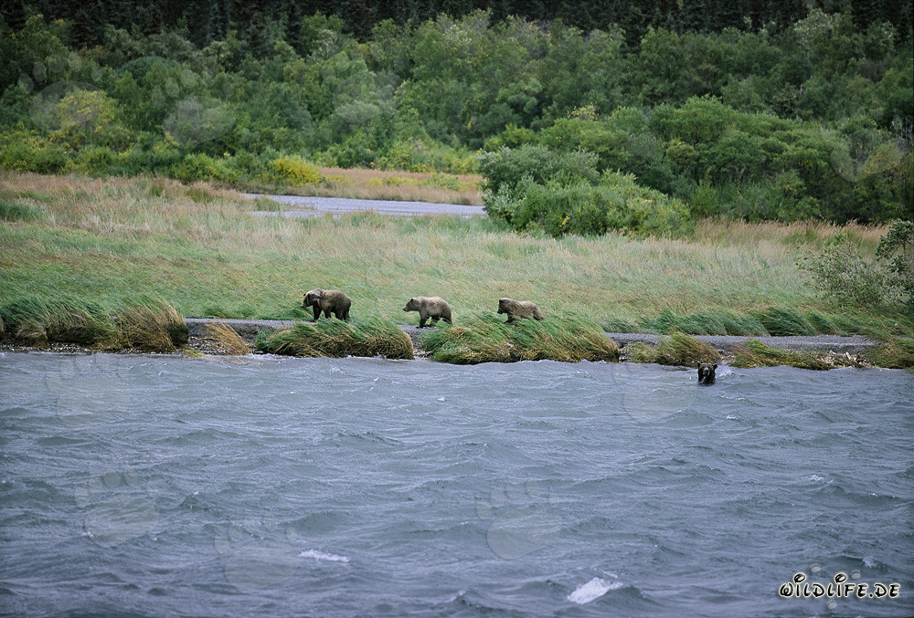 Famiglia di orsi bruni che pescano salmoni al fiume Brooks