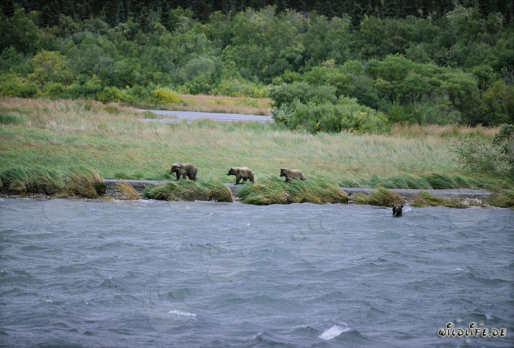 Familia de osos pardos pescando salmones en el río Brooks