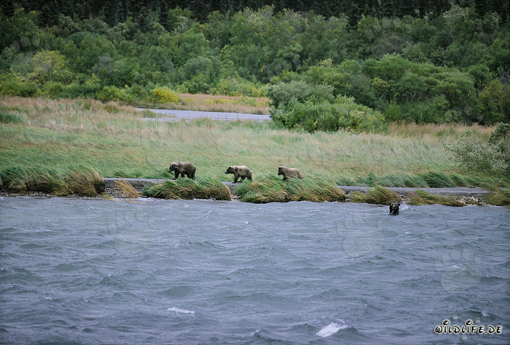Famille d'ours bruns pêchant le saumon à la rivière Brooks