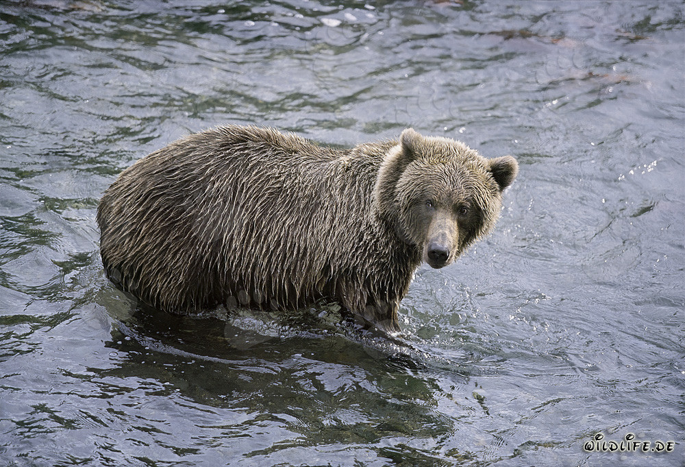 Braunbär beobachtet Artgenossen am Brooks River in Katmai Nationalpark, Alaska