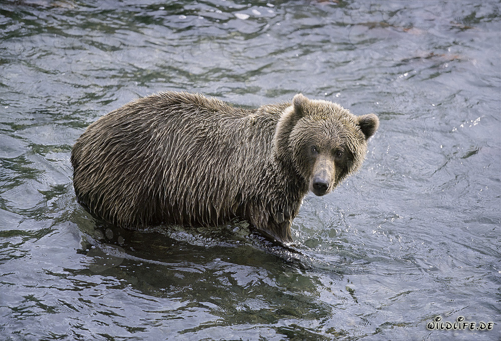 Brown Bear observing fellow bear at Brooks River in Katmai National Park, Alaska