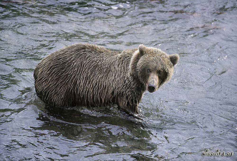 Orso bruno osserva conspecifici presso il fiume Brooks nel Parco Nazionale di Katmai, Alaska
