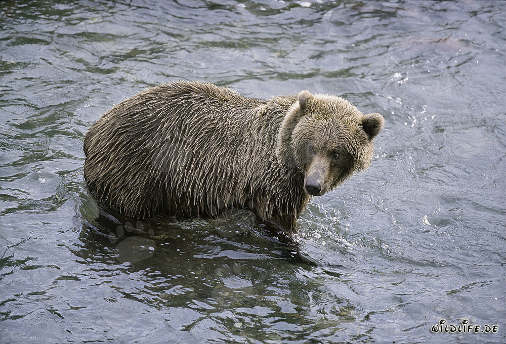 Braunbär auf Lachssuche in Alaska