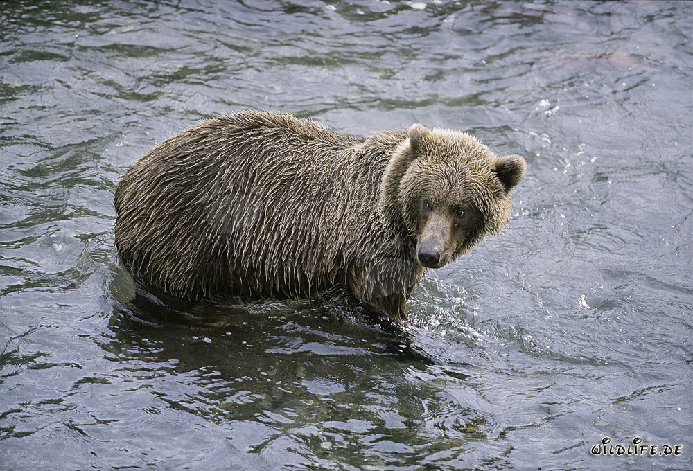 Brown bear searching for salmon in Alaska