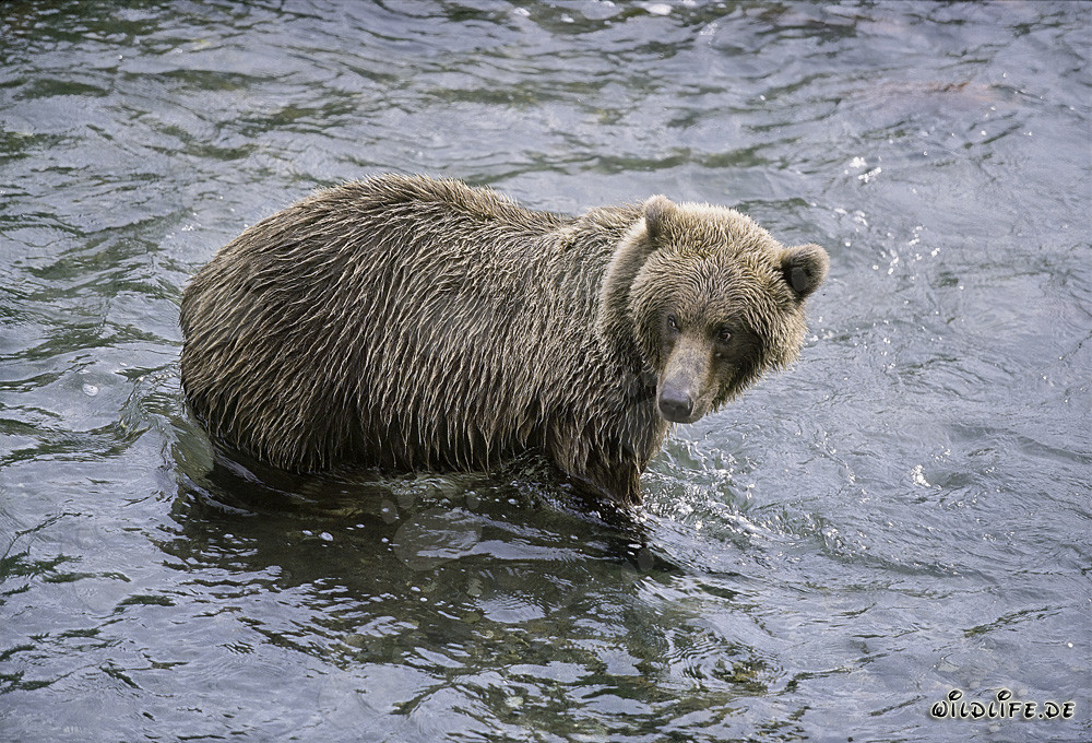 Orso bruno alla ricerca del salmone in Alaska