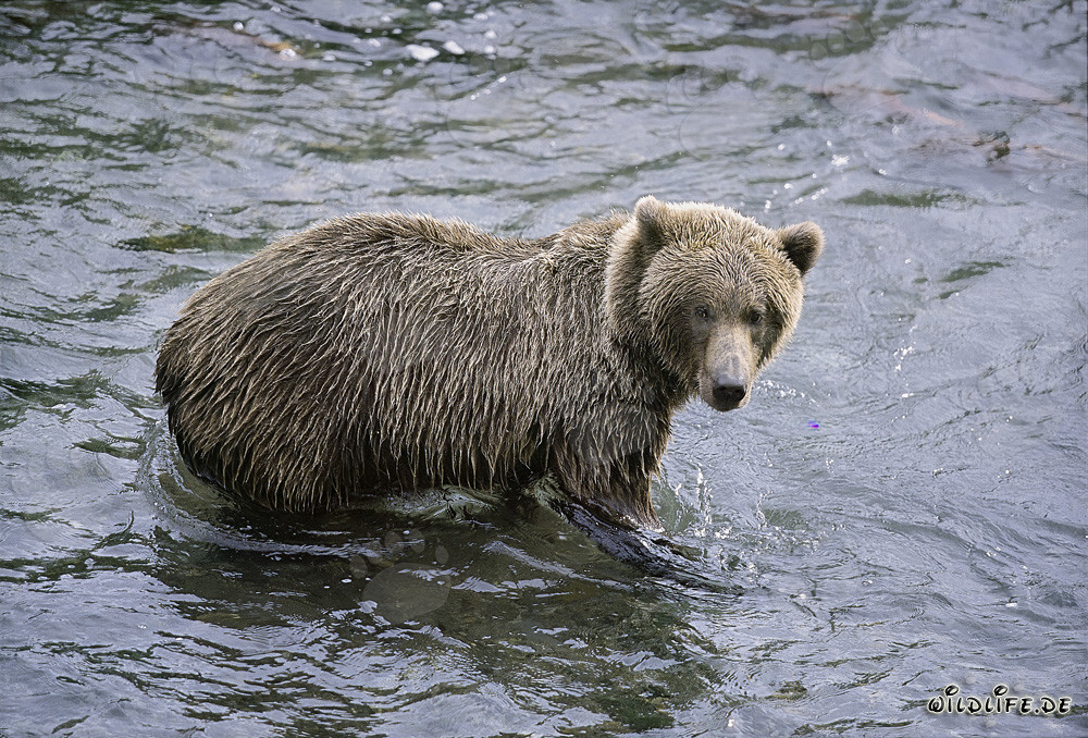 Brown bear hunting for salmon in Brooks River