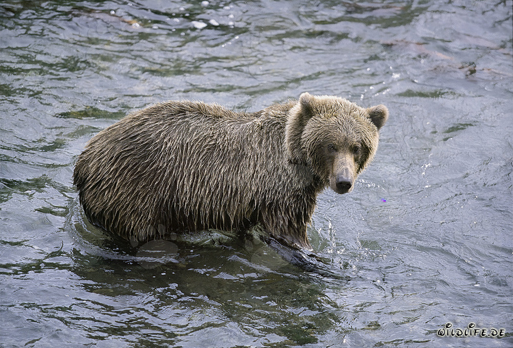 Orso bruno in caccia di salmoni nel fiume Brooks