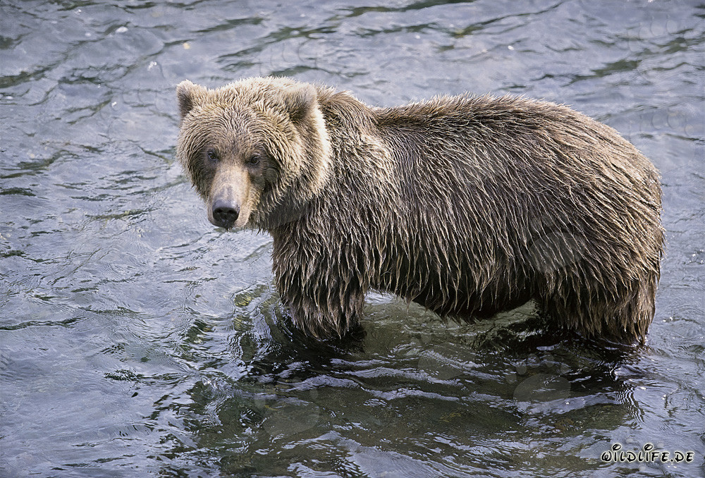 Braunbär am Brooks River sucht verzweifelt nach Lachsen