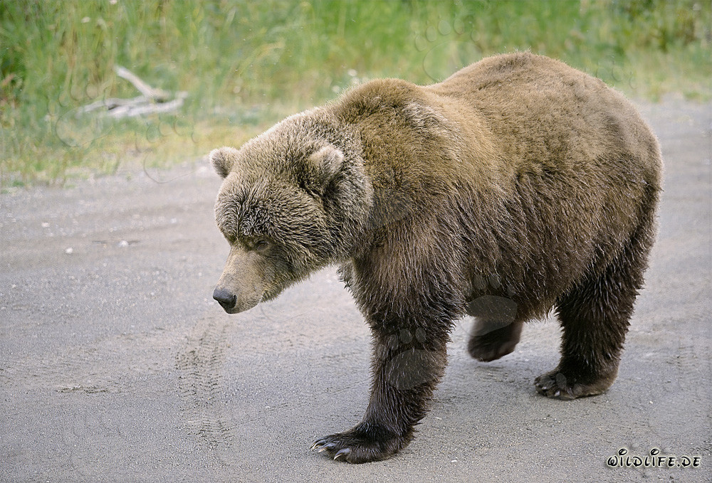 Brown bear searching for salmon in Alaska