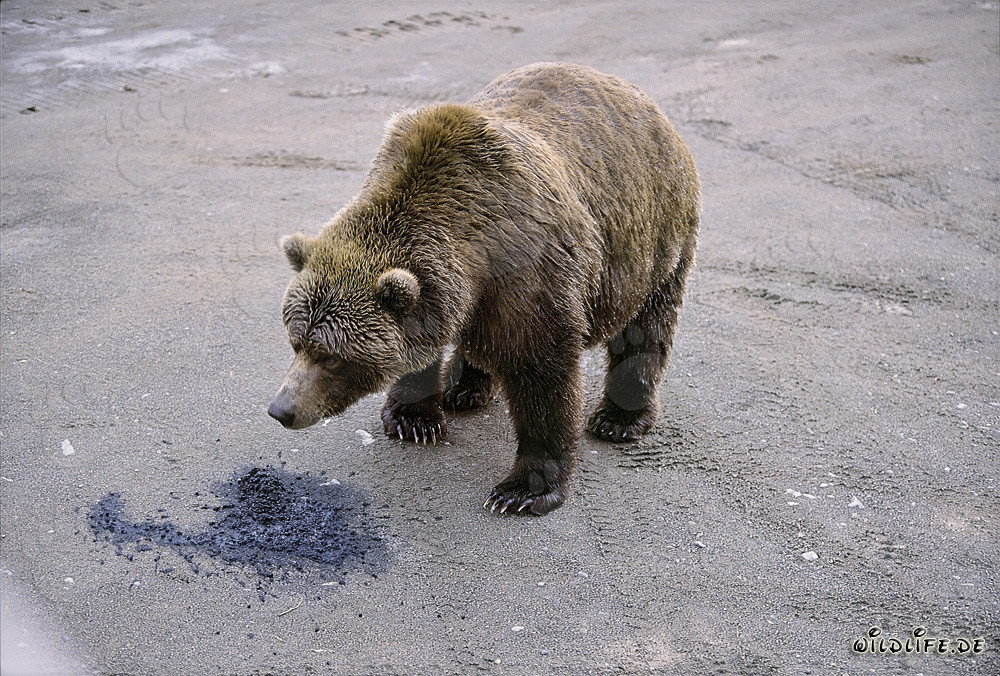 Neugieriger Braunbär erkundet die Natur