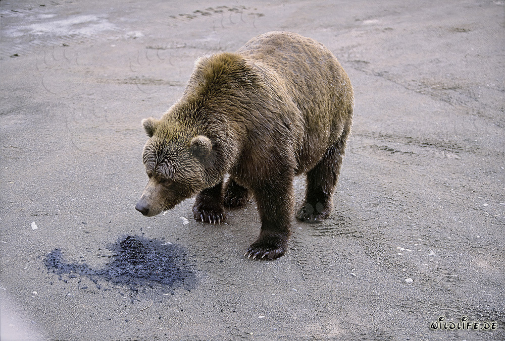 Orso bruno curioso esplora la natura