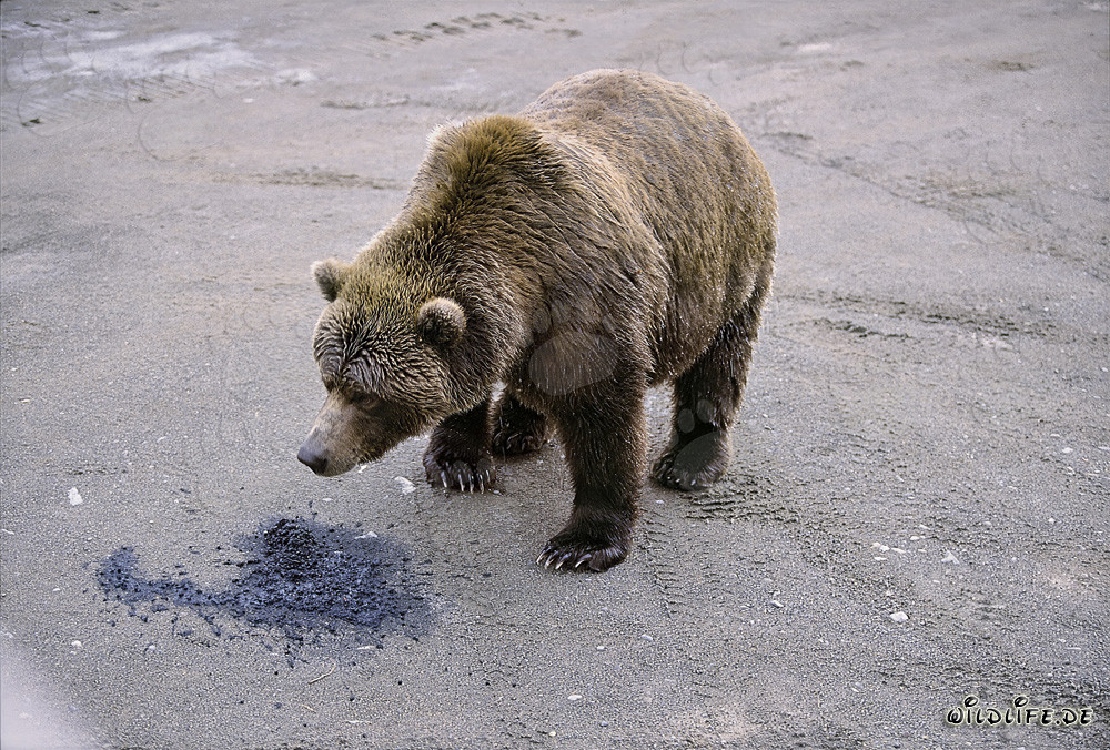 Ours brun curieux explore la nature
